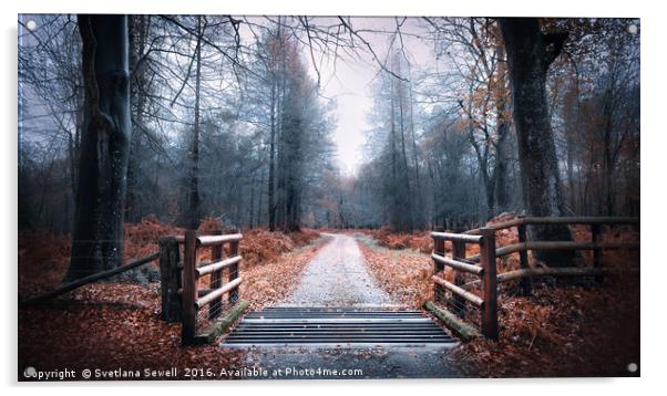 Forest Path Acrylic by Svetlana Sewell