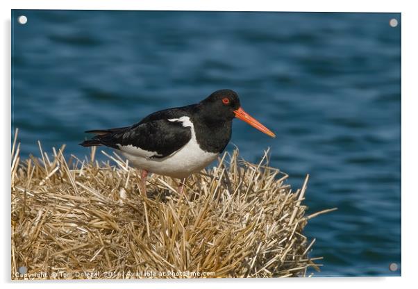 Oystercatcher Acrylic by Tom Dolezal