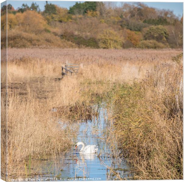 Lonely swan Canvas Print by Tom Dolezal