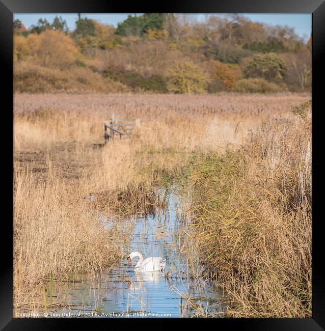 Lonely swan Framed Print by Tom Dolezal