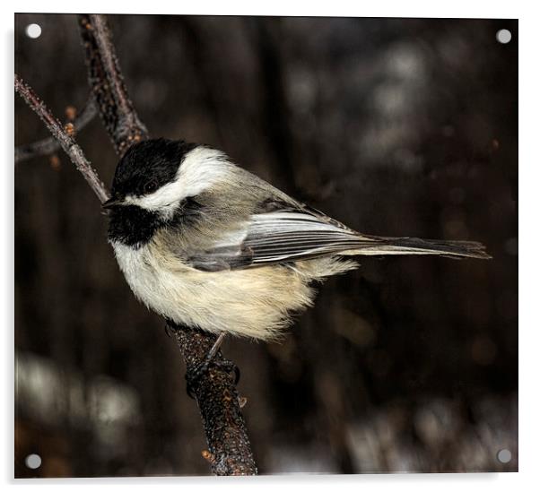 Black-capped Chickadee Acrylic by Fred Denner