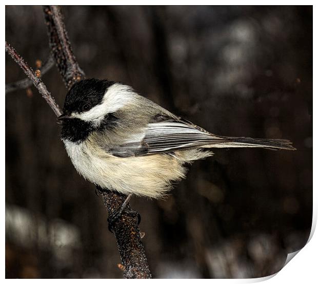 Black-capped Chickadee Print by Fred Denner