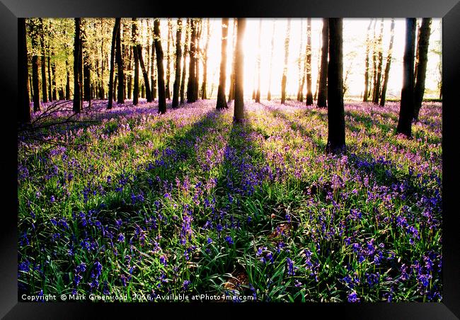Enchanting Bluebell Forest Framed Print by Mark Greenwood