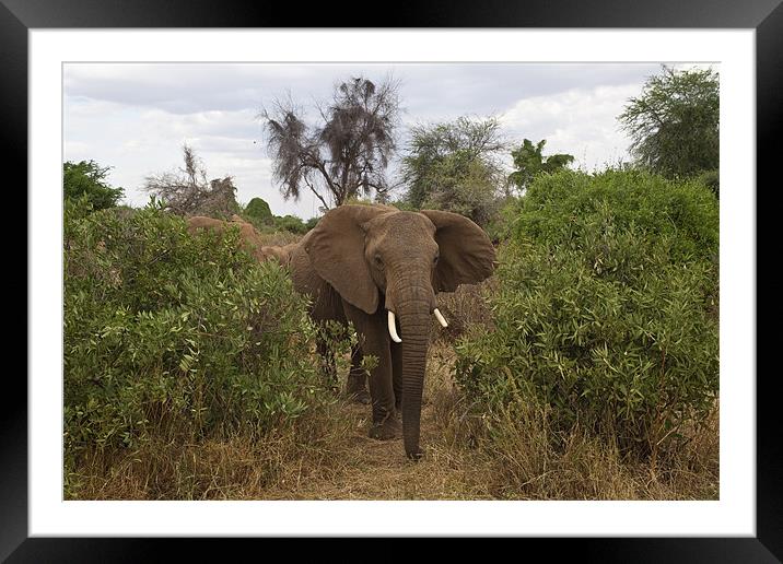 African Elephant Framed Mounted Print by Malcolm Smith