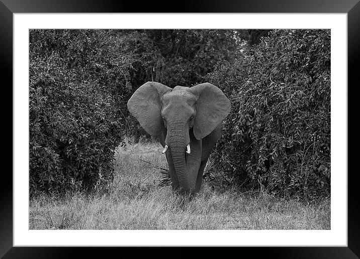 African elephant Framed Mounted Print by Malcolm Smith