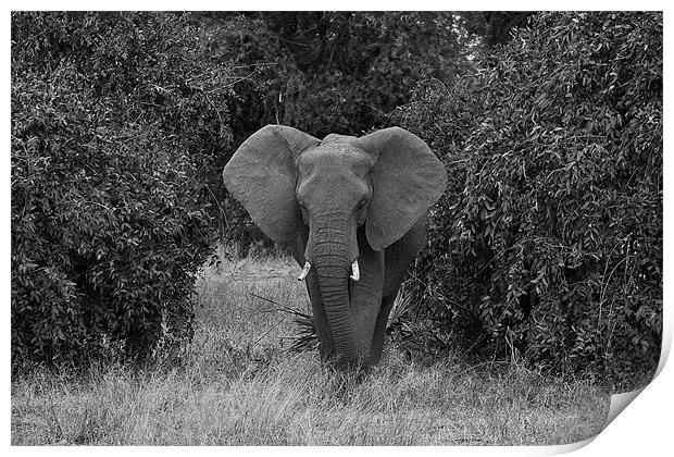 African elephant Print by Malcolm Smith