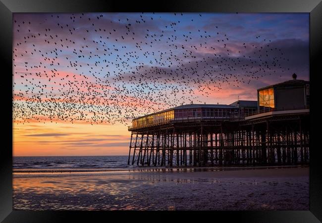 Starling Murmation at North Pier, Blackpool Framed Print by Phil Clayton