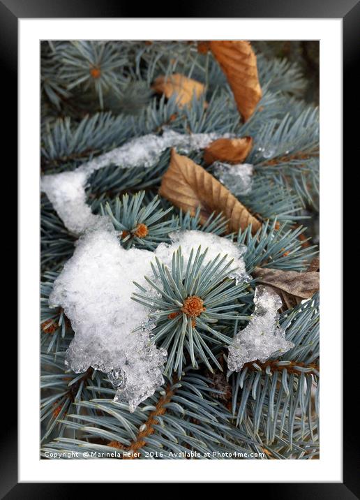 patch of snow Framed Mounted Print by Marinela Feier