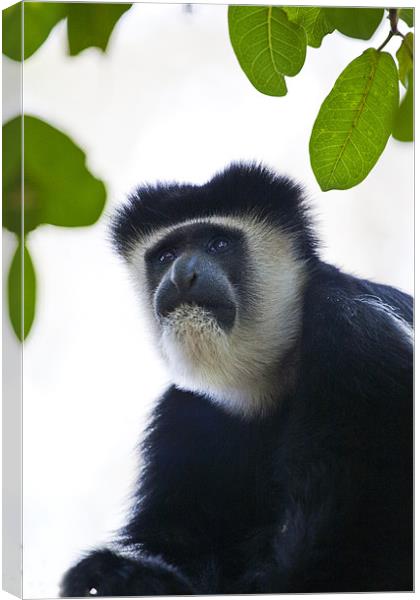 Colobus Monkey Canvas Print by Malcolm Smith