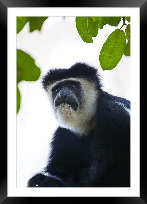 Colobus Monkey Framed Mounted Print by Malcolm Smith