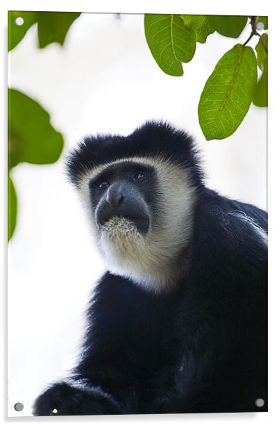 Colobus Monkey Acrylic by Malcolm Smith