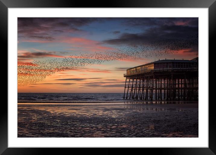 Murmation of Starlings at Blackpool Framed Mounted Print by Phil Clayton