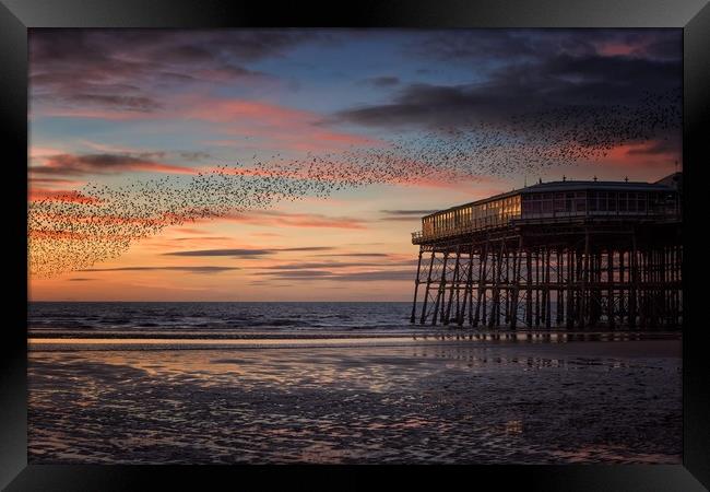 Murmation of Starlings at Blackpool Framed Print by Phil Clayton
