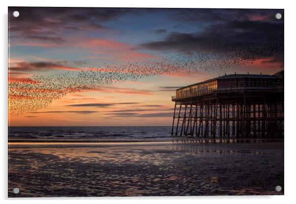 Murmation of Starlings at Blackpool Acrylic by Phil Clayton