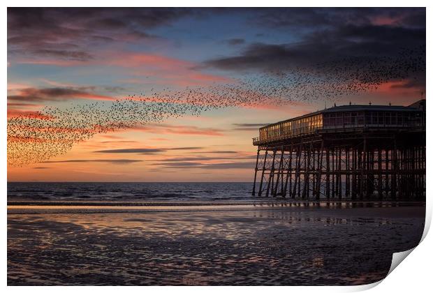 Murmation of Starlings at Blackpool Print by Phil Clayton