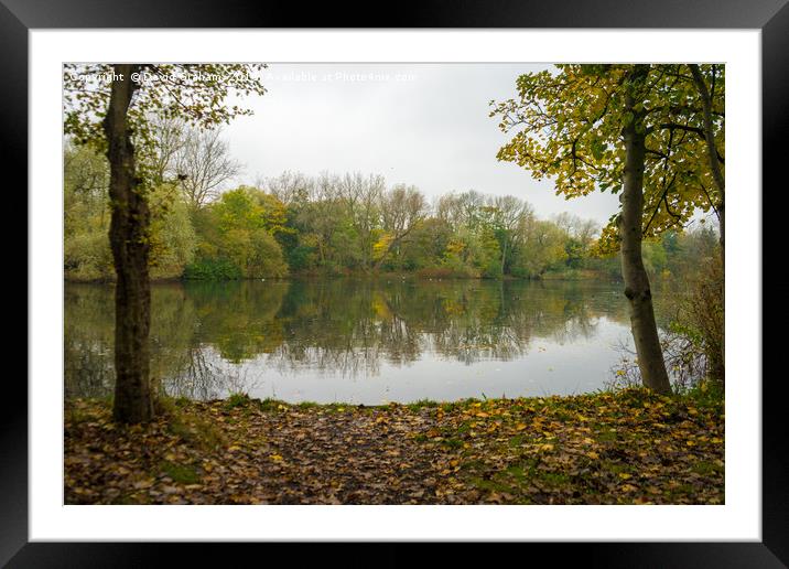 Autumn scene - Trees reflected in lake Framed Mounted Print by David Graham