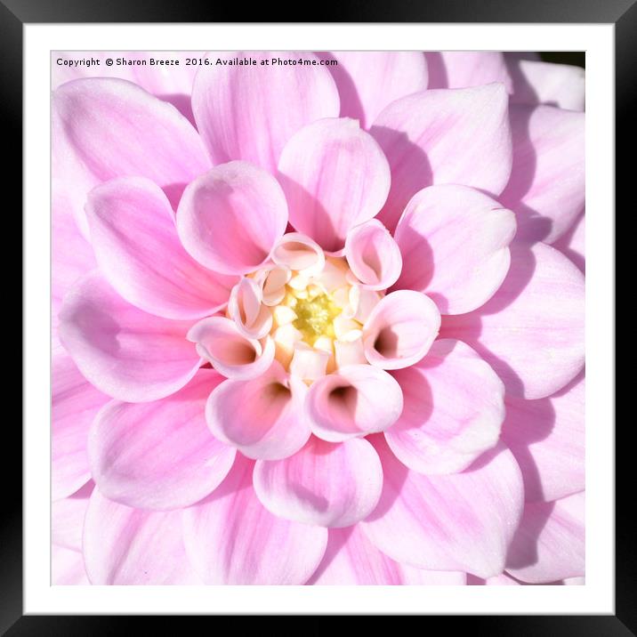 Pink Dahlia Framed Mounted Print by Sharon Breeze