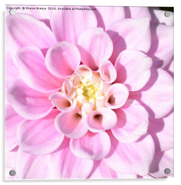 Pink Dahlia Acrylic by Sharon Breeze