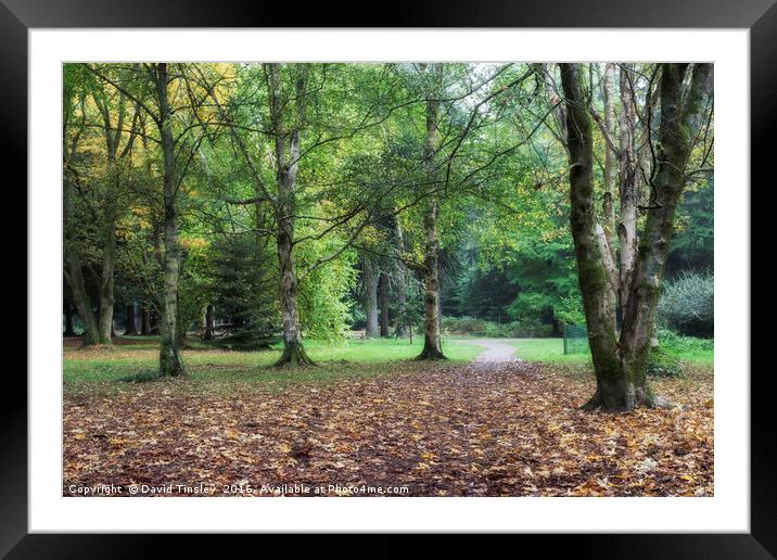 A Walk in the Park Framed Mounted Print by David Tinsley