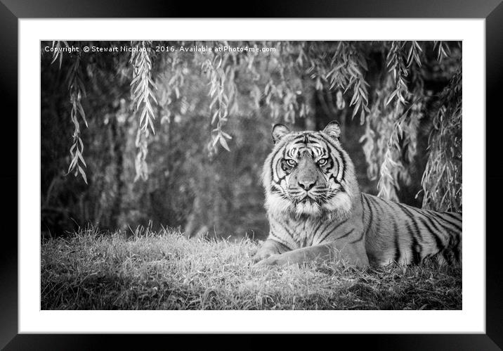 Beautiful Sumatran Tiger  Framed Mounted Print by Stewart Nicolaou