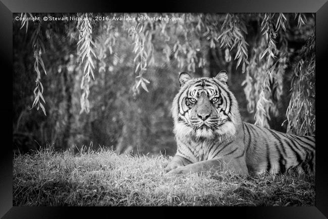 Beautiful Sumatran Tiger  Framed Print by Stewart Nicolaou
