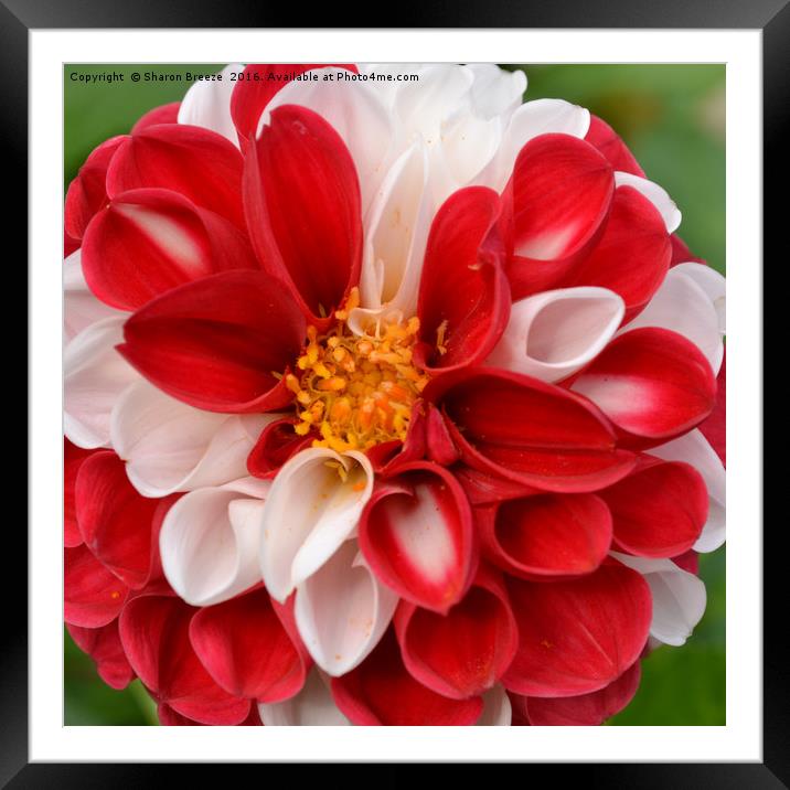 Red and white dahlia Framed Mounted Print by Sharon Breeze