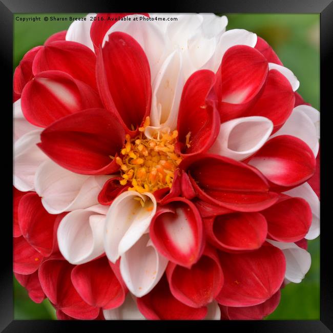 Red and white dahlia Framed Print by Sharon Breeze