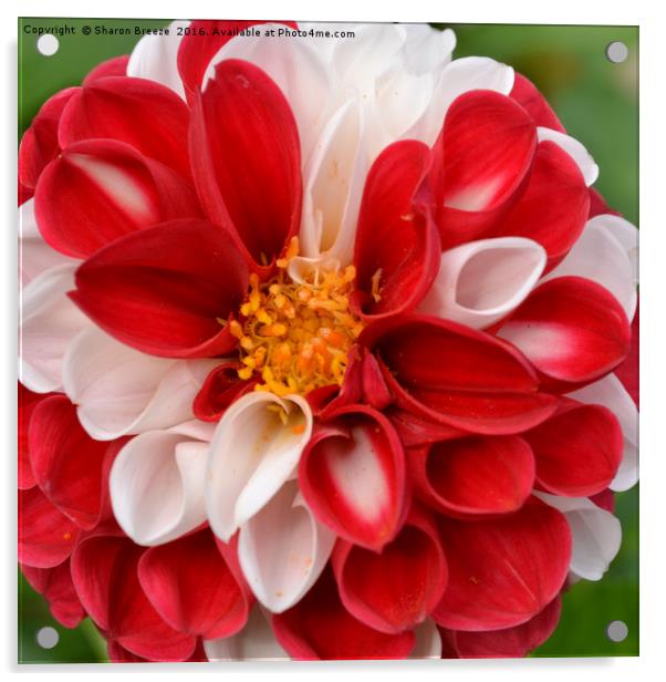 Red and white dahlia Acrylic by Sharon Breeze