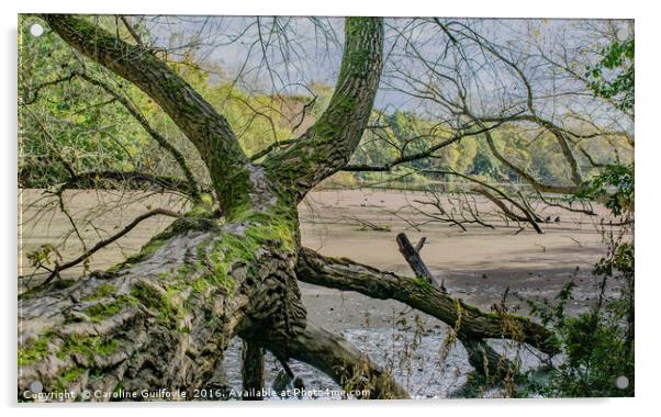 The Fallen Tree Acrylic by Caroline James