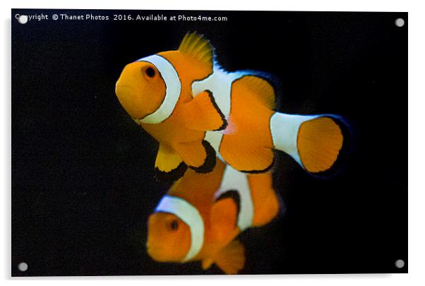 Clown fish Acrylic by Thanet Photos
