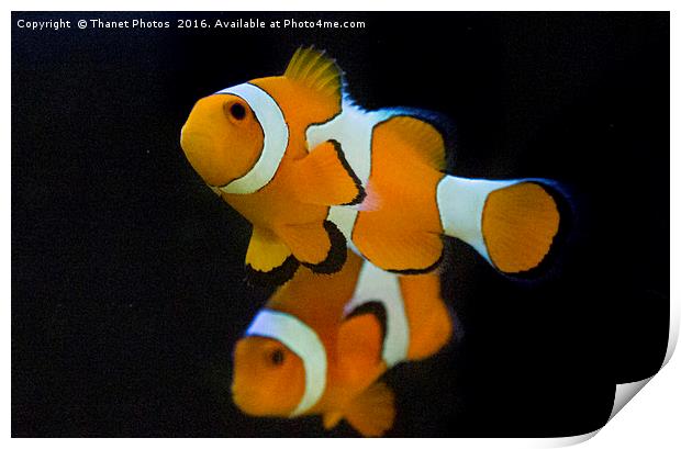 Clown fish Print by Thanet Photos