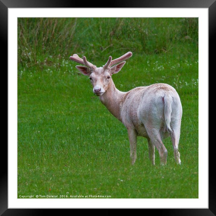 Velvet Fallow Framed Mounted Print by Tom Dolezal