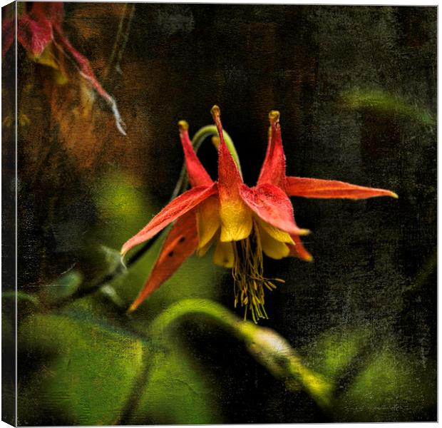 Columbine Canvas Print by Fred Denner