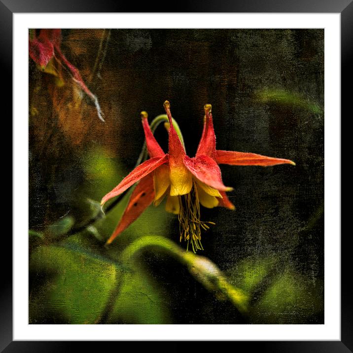 Columbine Framed Mounted Print by Fred Denner