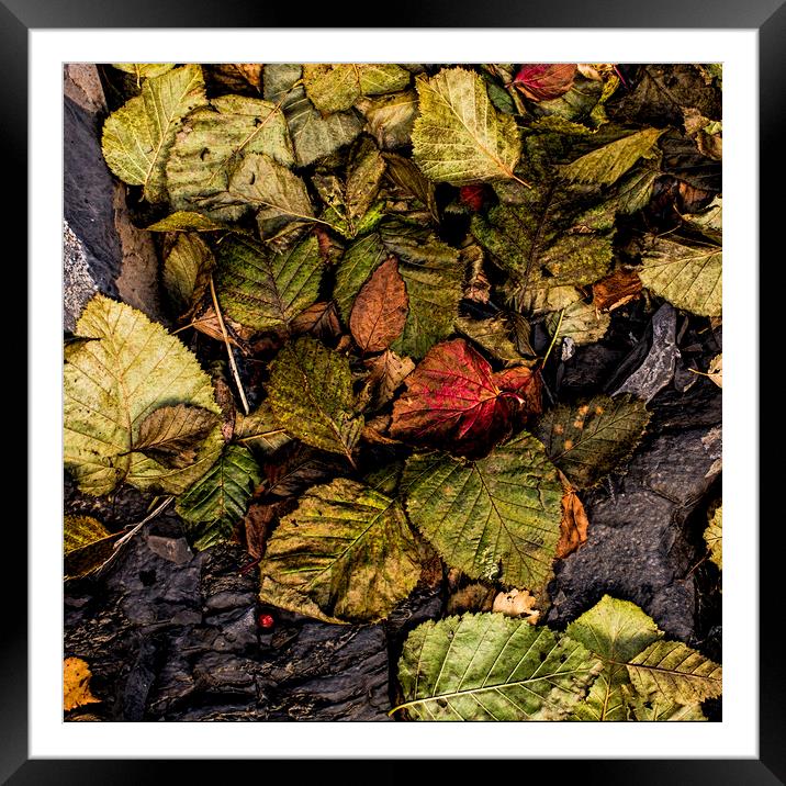 Alder Leaves Framed Mounted Print by Fred Denner