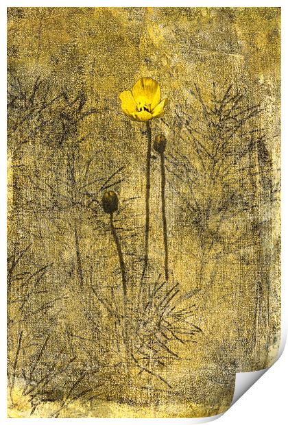 Yellow Poppy and Horsetail Print by Fred Denner