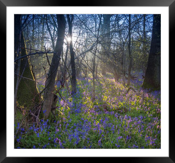 Sunrise in a Bluebell Wood, England Framed Mounted Print by Dave Collins