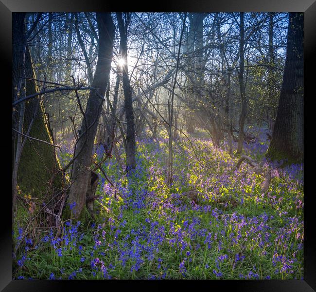 Sunrise in a Bluebell Wood, England Framed Print by Dave Collins