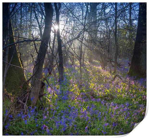 Sunrise in a Bluebell Wood, England Print by Dave Collins