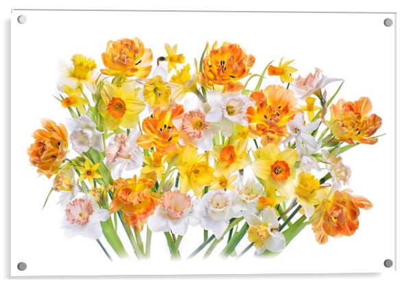 Spring Tulips and Daffodils Acrylic by Jacky Parker