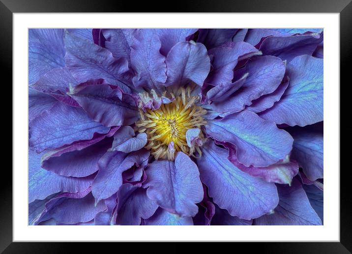 Purple Clematis Flowers Framed Mounted Print by Jacky Parker