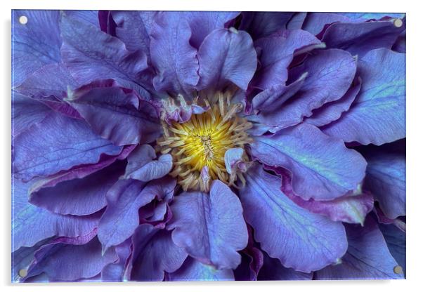 Purple Clematis Flowers Acrylic by Jacky Parker