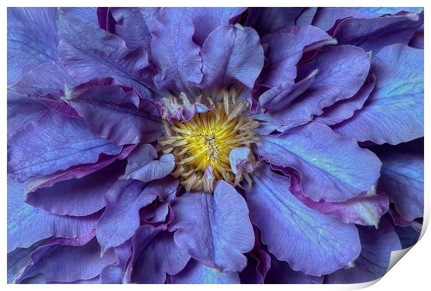 Purple Clematis Flowers Print by Jacky Parker
