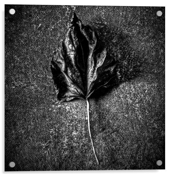 Leaf Acrylic by Jean-François Dupuis