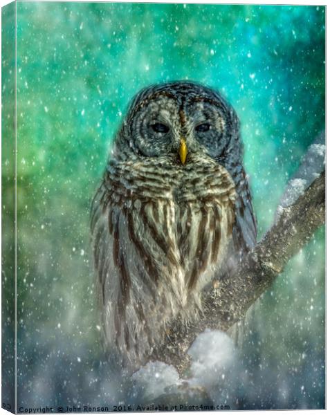 The Owl and the Storm Canvas Print by JOHN RONSON