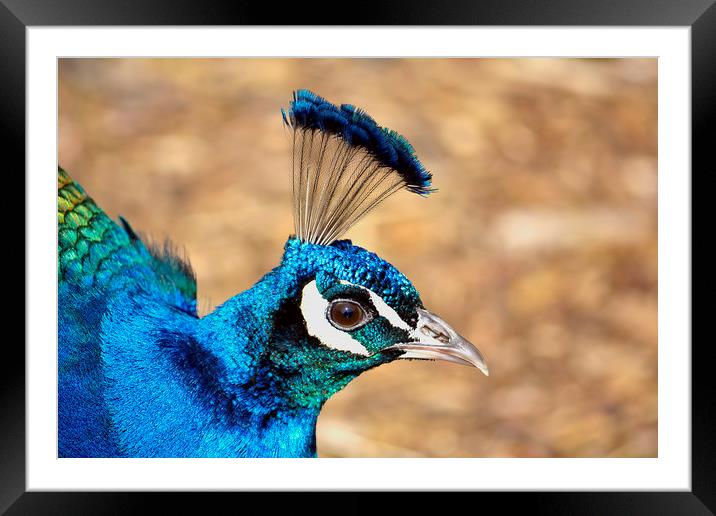 Featherbrained! Framed Mounted Print by Stan Otterburn