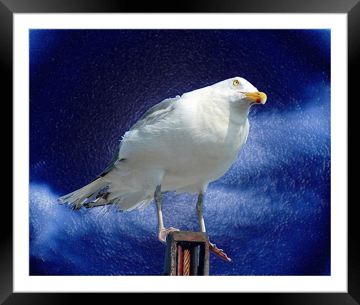 Serious Flier Framed Mounted Print by Mark Sellers