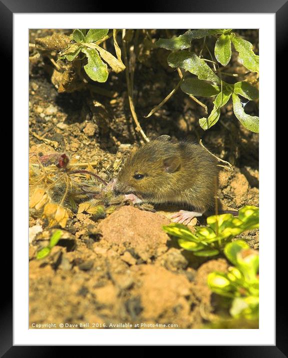 Cute Mouse Framed Mounted Print by Dave Bell