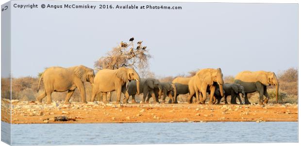 Elephants on the move with vultures looking on Canvas Print by Angus McComiskey