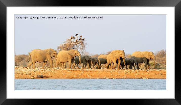 Elephants on the move with vultures looking on Framed Mounted Print by Angus McComiskey